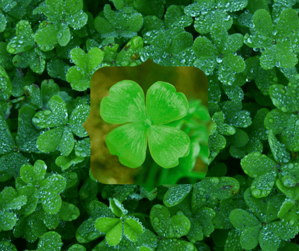 March 17, 2019: Searching for Four-Leaf Clovers » Dreamscape Jewelry Design