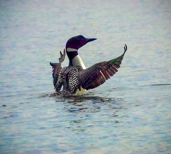 Loon Series 1-The Conductor