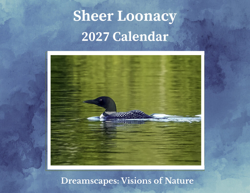 Sheer Loonacy-2027 Calendar